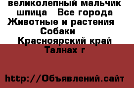 великолепный мальчик шпица - Все города Животные и растения » Собаки   . Красноярский край,Талнах г.